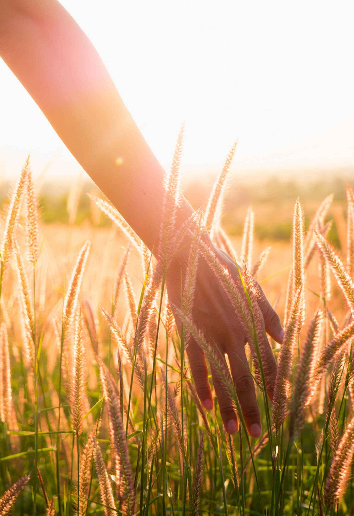A person's arms sticks out into a wheat field